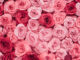 100+ Baby Girl Names That Start With Rose Baby Girl Names That Start with Rose