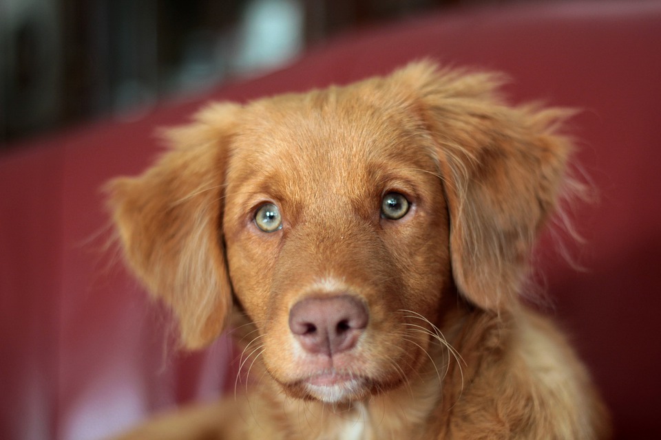 Girl-Female Dog Names
