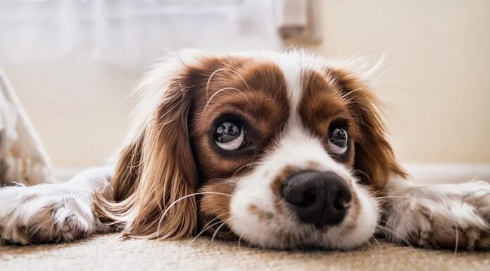 Top 500 Dog Names Starting with A Top Dog Names Starting with A
