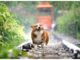 Top 350 Dog Names Starting with E Top Dog Names Starting with E
