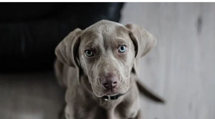 Top 400 Dog Names Starting with H Top Dog Names Starting with H
