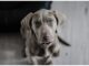 Top 400 Dog Names Starting with H Top Dog Names Starting with H
