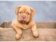 Top 250 Dog Names Starting with O Top Dog Names Starting with O