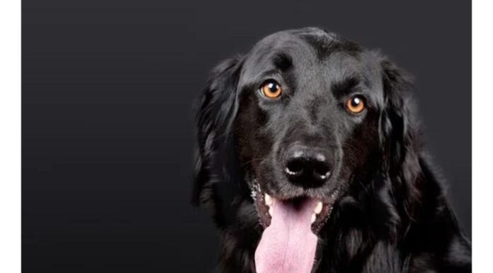 Top 400 Dog Names Starting with P Top Dog Names Starting with P