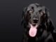 Top 400 Dog Names Starting with P Top Dog Names Starting with P