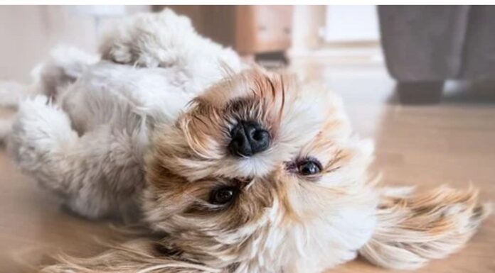 Top 250 Dog Names Starting with R Top Dog Names Starting with R