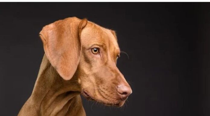 Top 500 Dog Names Starting with S Top Dog Names Starting with S