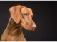 Top 500 Dog Names Starting with S Top Dog Names Starting with S
