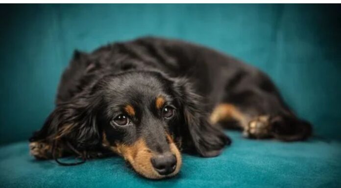 Top 50 Dog Names Starting with X Top Dog Names Starting with X