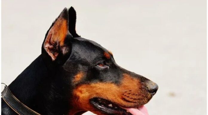 Top 150 Dog Names Starting with Y Top Dog Names Starting with Y