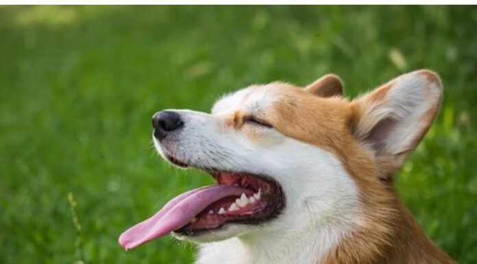 Top 150 Dog Names Starting with Z Top Dog Names Starting with Z