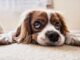Top 300 Girl Dog Names Starting with A Top Girl Dog Names Starting with A