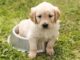 Top 200 Girl Dog Names Starting with B Top Girl Dog Names Starting with B