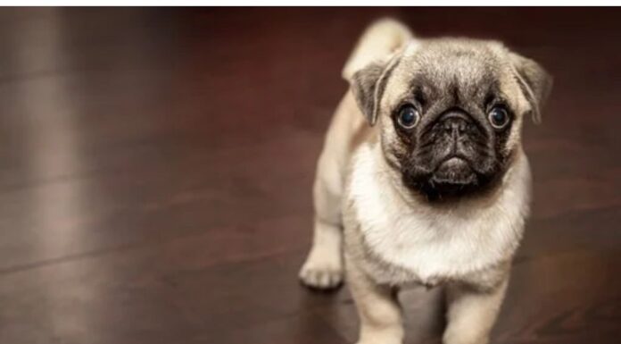 Top 300 Girl Dog Names Starting with C Top Girl Dog Names Starting with C