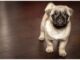 Top 300 Girl Dog Names Starting with C Top Girl Dog Names Starting with C