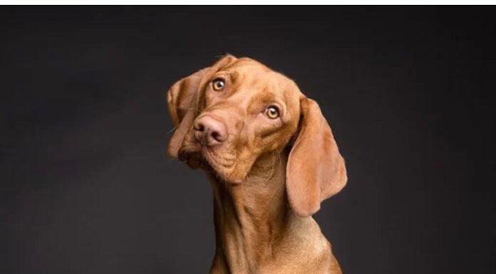 Top 200 Girl Dog Names Starting with D Top Girl Dog Names Starting with D