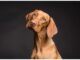 Top 200 Girl Dog Names Starting with D Top Girl Dog Names Starting with D