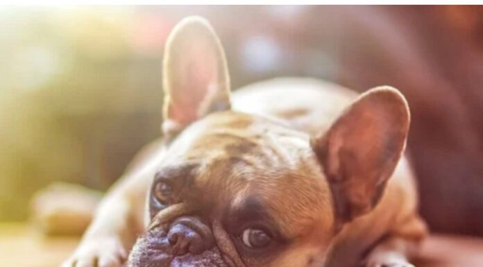 Top 170 Girl Dog Names Starting with F Top Girl Dog Names Starting with F