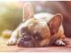 Top 170 Girl Dog Names Starting with F Top Girl Dog Names Starting with F