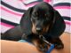 Top 150 Girl Dog Names Starting with G Top Girl Dog Names Starting with G