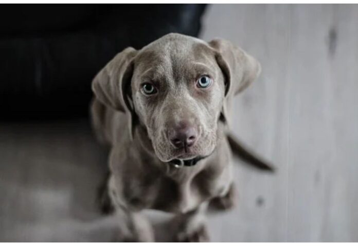 Top Girl Dog Names Starting with H