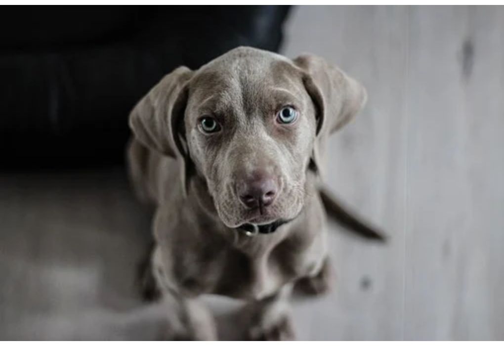 Top Girl Dog Names Starting with H