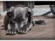 Top 100 Girl Dog Names Starting with I Top Girl Dog Names Starting with I