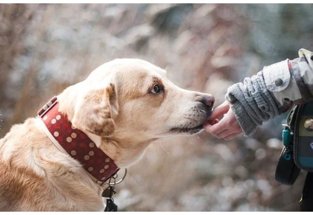 Top Girl Dog Names Starting with J