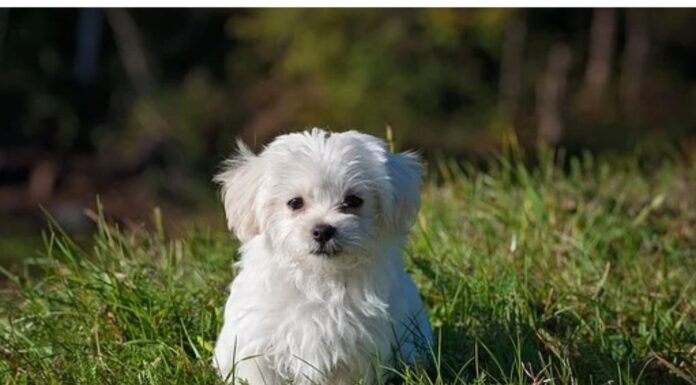 Top 160 Girl Dog Names Starting with K Top Girl Dog Names Starting with K