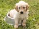 Top 200 Girl Dog Names Starting with L Top Girl Dog Names Starting with L