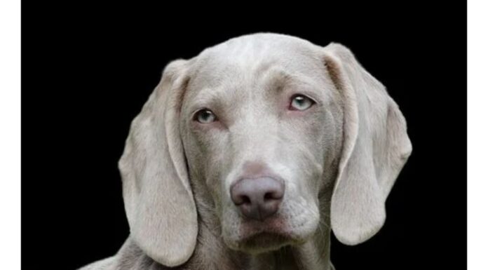 Top 260 Girl Dog Names Starting with M Top Girl Dog Names Starting with M