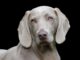 Top 260 Girl Dog Names Starting with M Top Girl Dog Names Starting with M