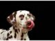 Top 150 Girl Dog Names Starting with N Top Girl Dog Names Starting with N