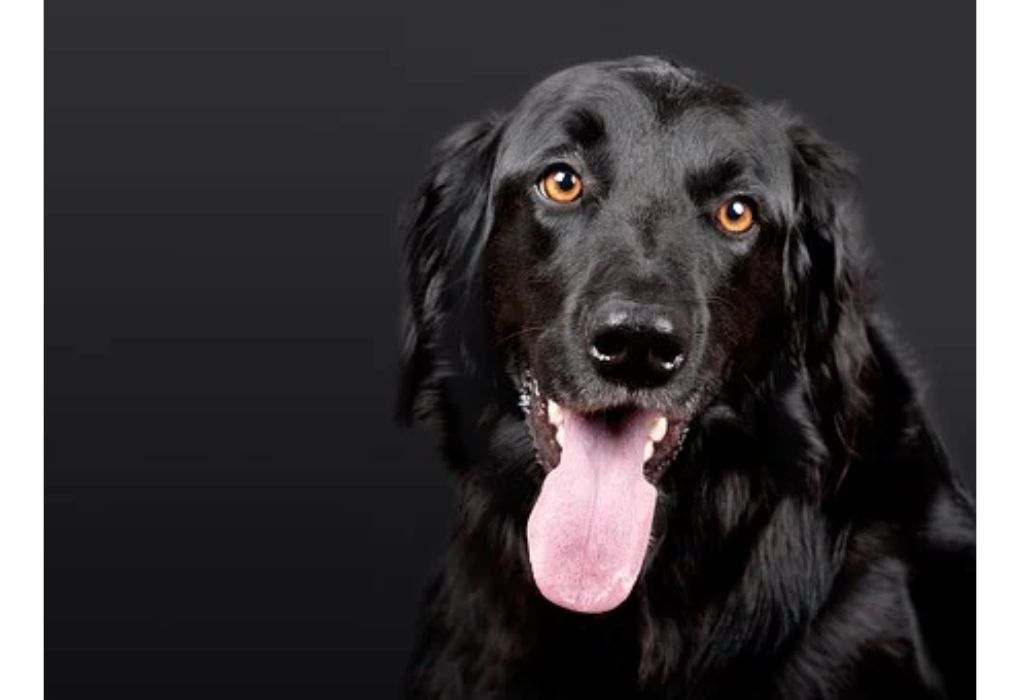 Top Girl Dog Names Starting with P