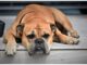 Top 50 Girl Dog Names Starting with Q Top Girl Dog Names Starting with Q