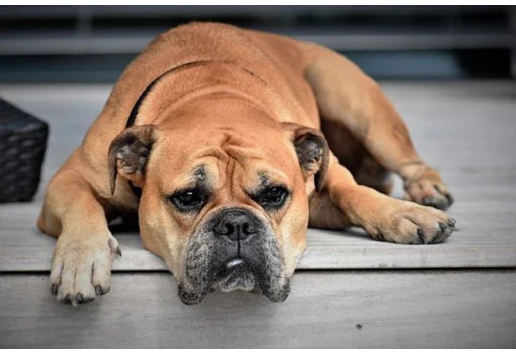 Top Girl Dog Names Starting with Q