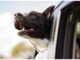 Top 150 Girl Dog Names Starting with T Top Girl Dog Names Starting with T