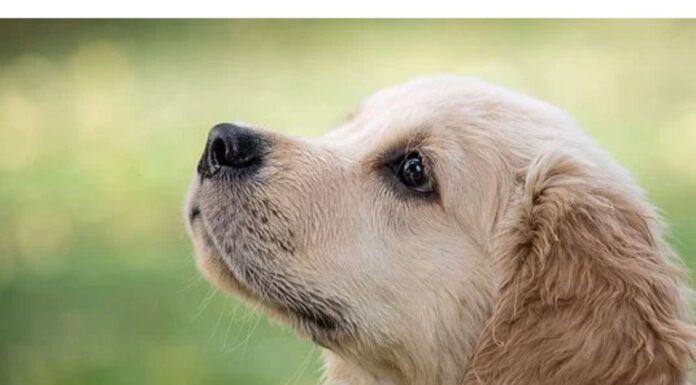 Top 70 Girl Dog Names Starting with V Top Girl Dog Names Starting with V