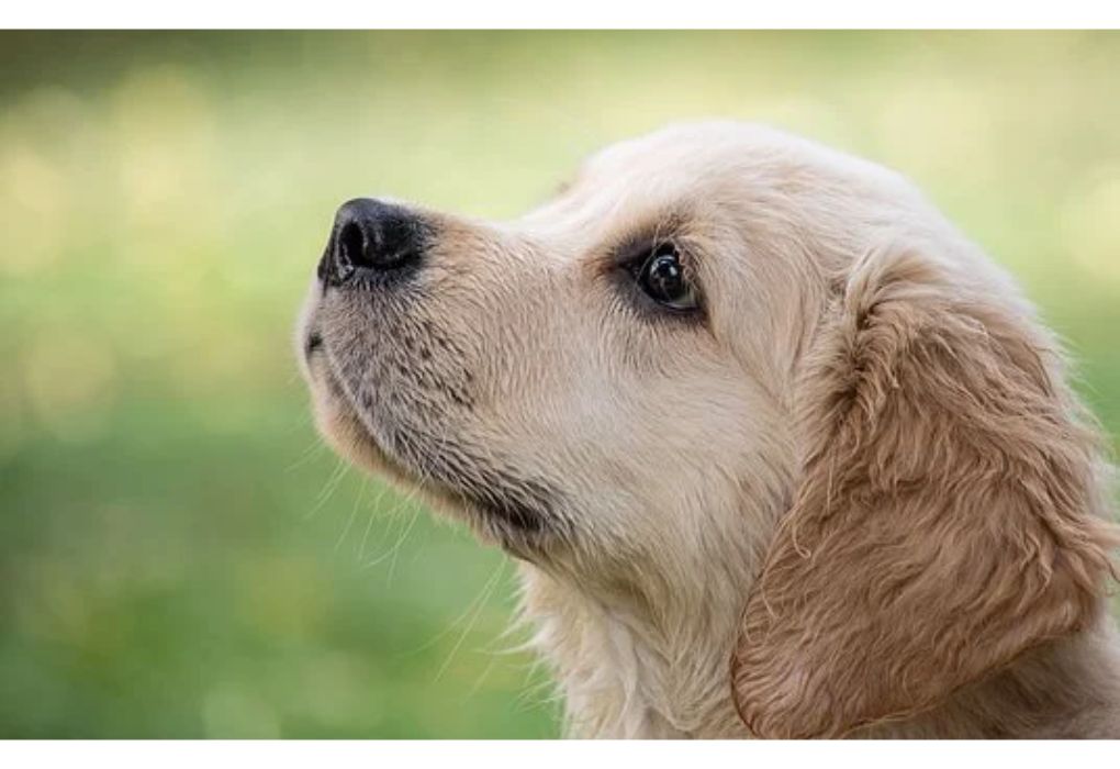 Top Girl Dog Names Starting with V