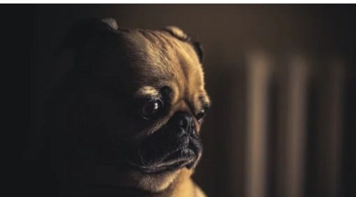Top 50 Girl Dog Names Starting with W Top Girl Dog Names Starting with W