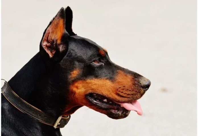 Top Girl Dog Names Starting with Y Top Girl Dog Names Starting with Y