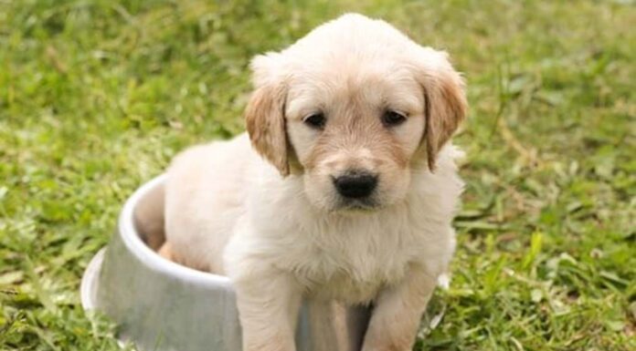 Top 350 Boy Dog Names Starting with B Top Male Dog Names Starting with B