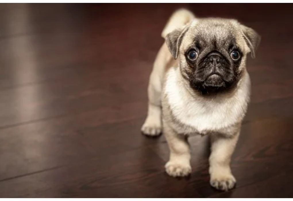 Top Male Dog Names Starting with C