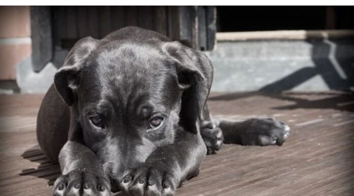 Top 160 Boy Dog Names Starting with I Top Male Dog Names Starting with I