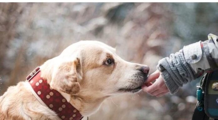 Top 225 Boy Dog Names Starting with J Top Male Dog Names Starting with J