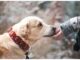 Top 225 Boy Dog Names Starting with J Top Male Dog Names Starting with J