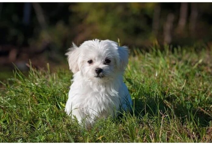 Top Male Dog Names Starting with K Top Male Dog Names Starting with K
