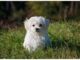 Top 250 Boy Dog Names Starting with K Top Male Dog Names Starting with K