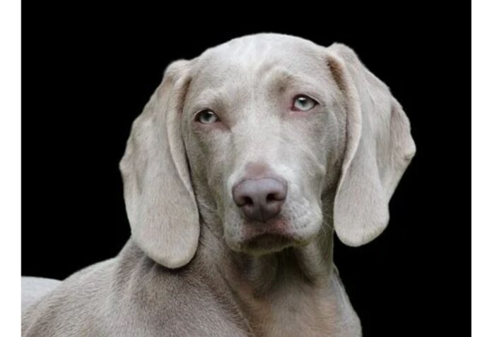 Top Male Dog Names Starting with M Top Male Dog Names Starting with M