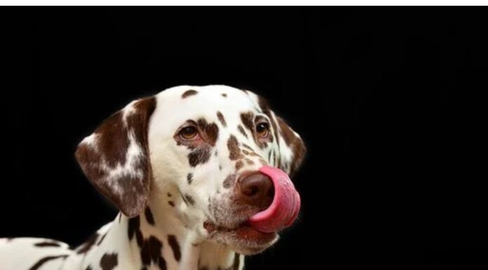 Top 150 Boy Dog Names Starting with N Top Male Dog Names Starting with N